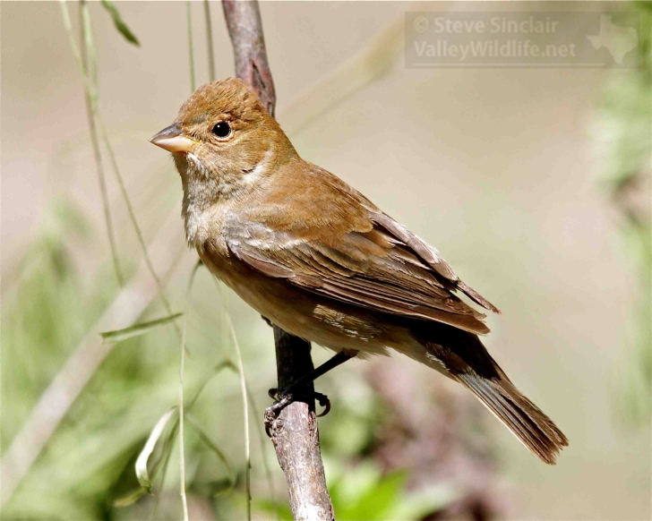 indigo bunting female