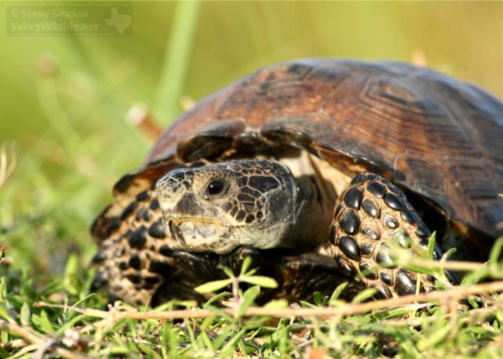 ValleyWildlife.Net | Texas Tortoise