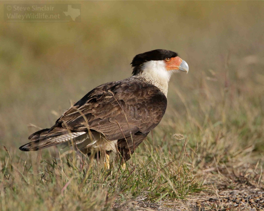 ValleyWildlife.Net | Crested Caracara