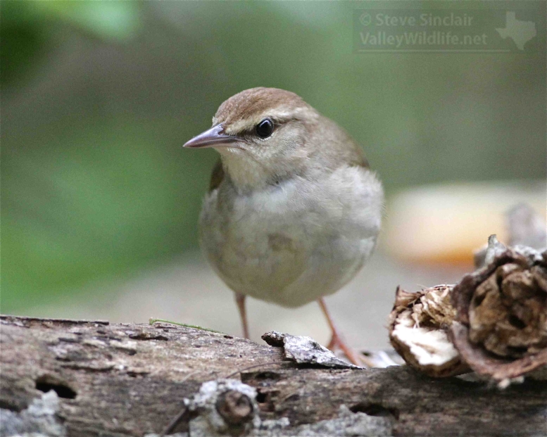 ValleyWildlife.Net | Swainson’s warbler